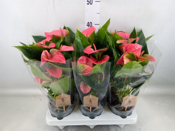 <h4>Anthurium andr. 'Sweet Dream'</h4>