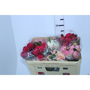 ROSA GARDEN PIANO LINE VARIADA 050 CM