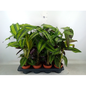 Calathea  'Beautystar'