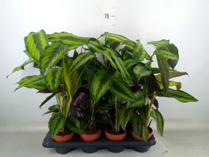 <h4>Calathea  'Beautystar'</h4>