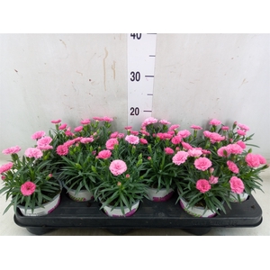 Dianthus  'I Love U'