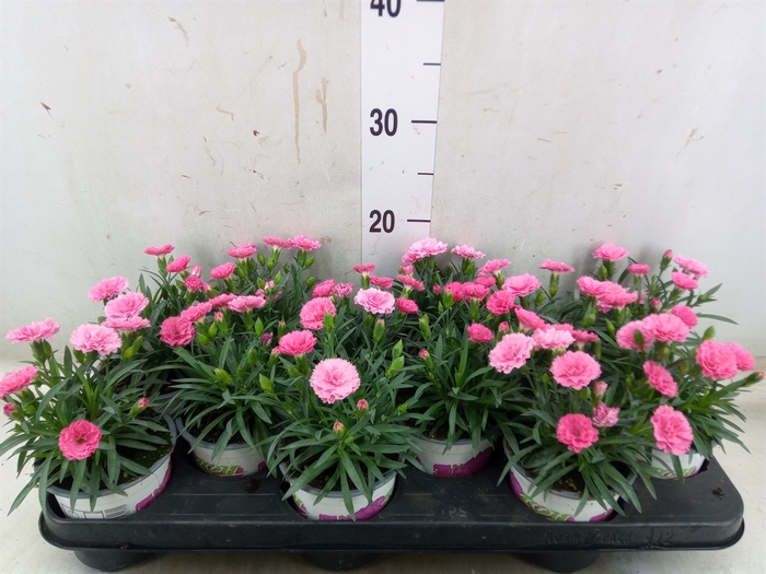 <h4>Dianthus  'I Love U'</h4>
