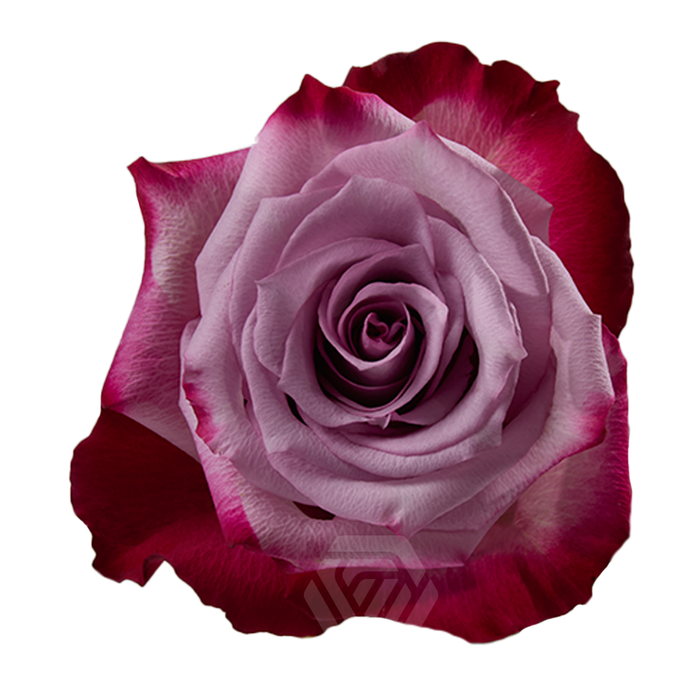 <h4>R GR DEEP PURPLE Tessa</h4>
