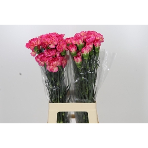Dianthus St Spritz