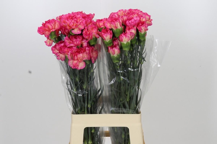 <h4>Dianthus St Spritz</h4>