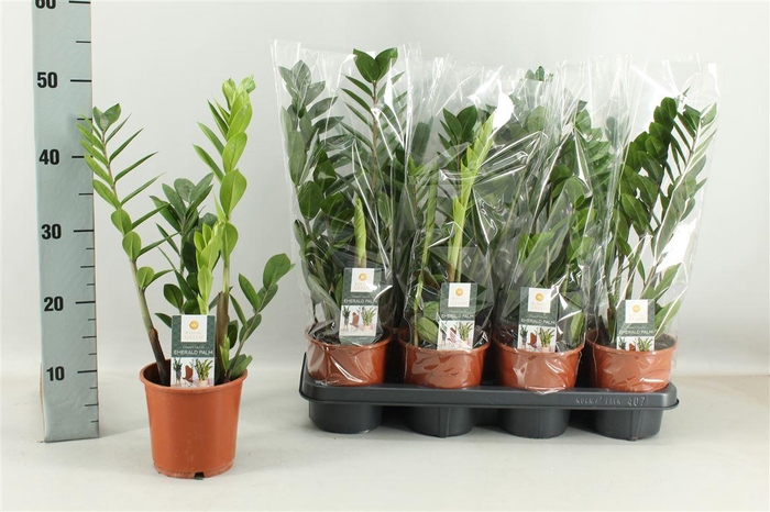 arr8 Arr Zamio Zamiifolia In Mat Terra Keramiek