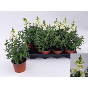 Antirrhinum majus overig