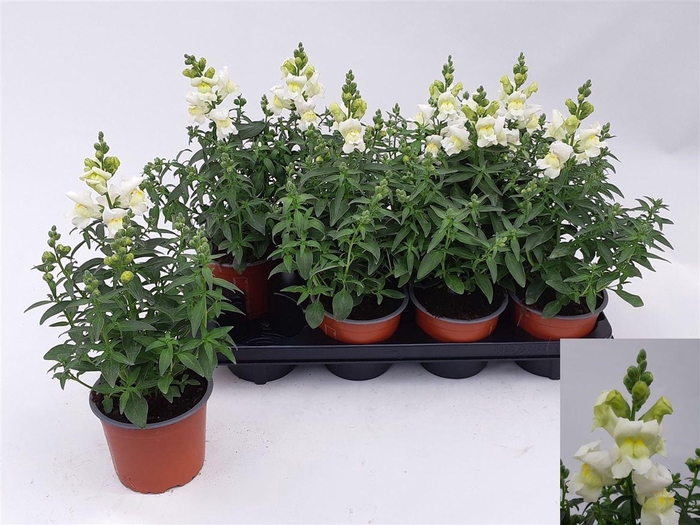 <h4>Antirrhinum majus overig</h4>