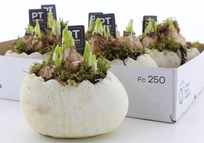 <h4>ARR N TETE A TETE</h4>