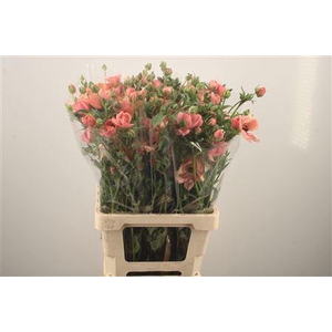 Ran N Moderna Carezza