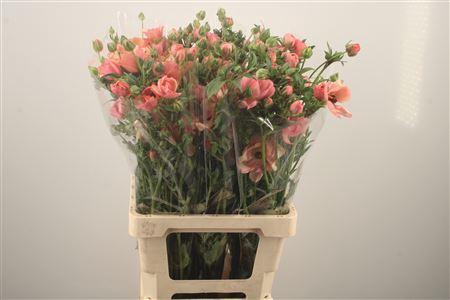 <h4>Ran N Moderna Carezza</h4>