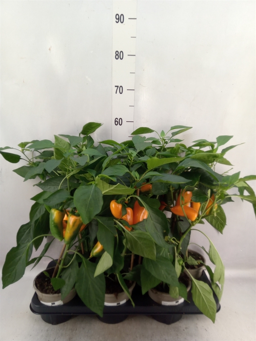 <h4>Capsicum annuum   ...paprika</h4>