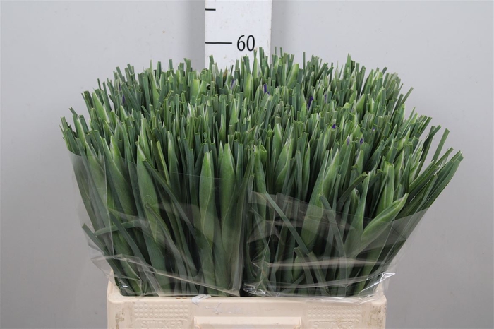 <h4>Iris New Magic</h4>
