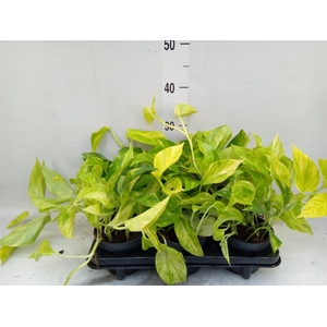 Epipremnum pinn. 'Hicolor'