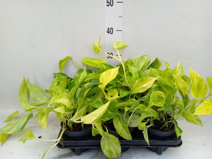 <h4>Epipremnum pinn. 'Hicolor'</h4>