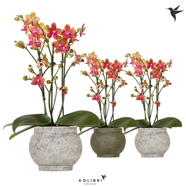 <h4>Kolibri Orchids Phalaenopsis Fragrance 3spike in Ancient green</h4>