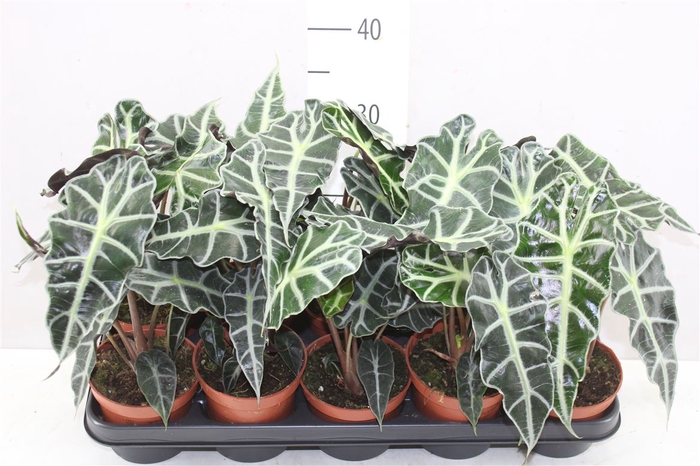 <h4>Alocasia Polly</h4>