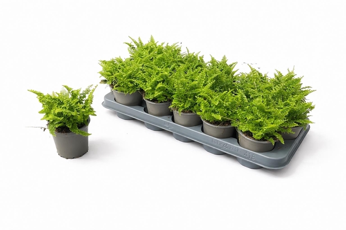 <h4>NEPHR EX VITALE</h4>