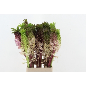 EUCOMIS MIX