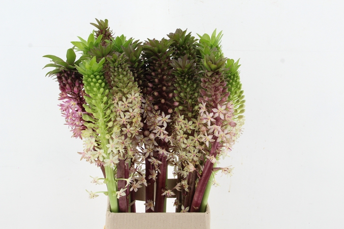 <h4>EUCOMIS MIX</h4>