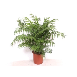Chamaedorea elegans