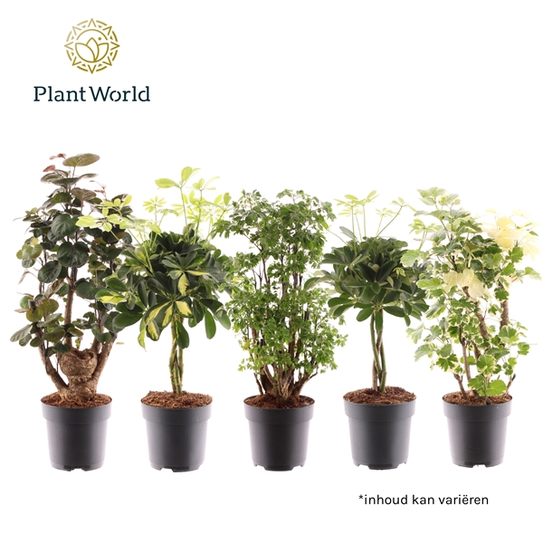 <h4>Polyscias vertakt en Schefflera gevlochten stam mix</h4>