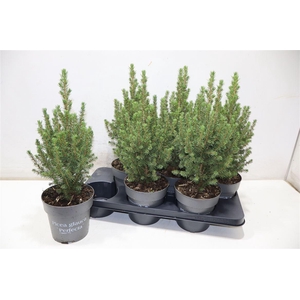 Picea Gl Perfecta