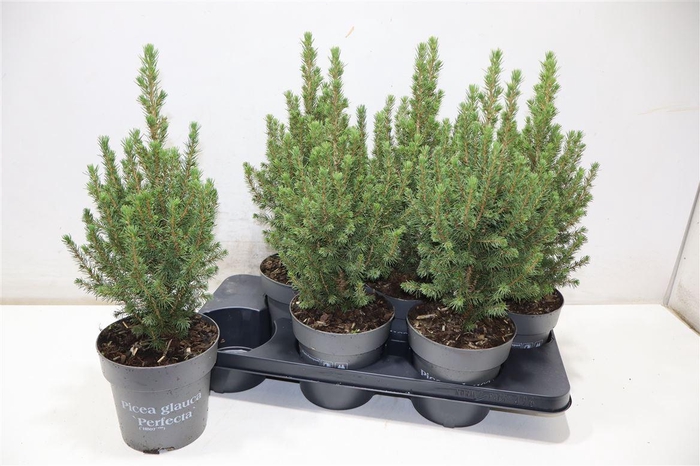 <h4>Picea Gl Perfecta</h4>