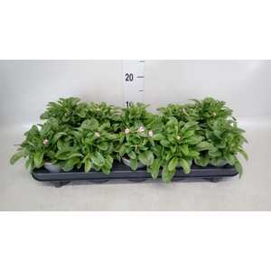 Myosotis sylv. 'Mon Amie Pink'