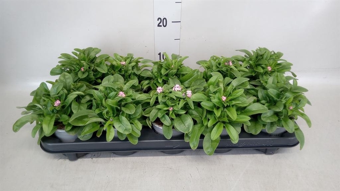 <h4>Myosotis sylv. 'Mon Amie Pink'</h4>