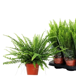 Fern 12 cm Nephrolepis Green Lady P12