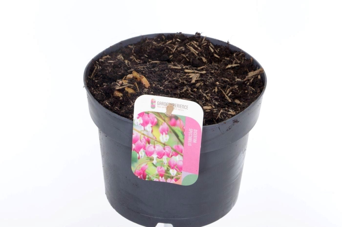 <h4>Dicentra spectabilis</h4>