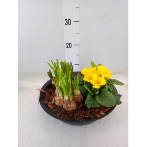 Arr.   Bol/Knolgewas L%