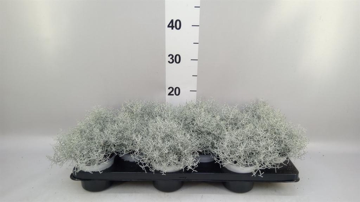 <h4>Leucophyta brownii</h4>