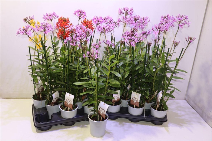 <h4>arr8 Epid Ov</h4>