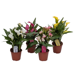Zantedeschia Mix