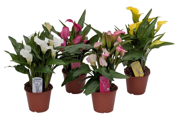 <h4>Zantedeschia Mix</h4>