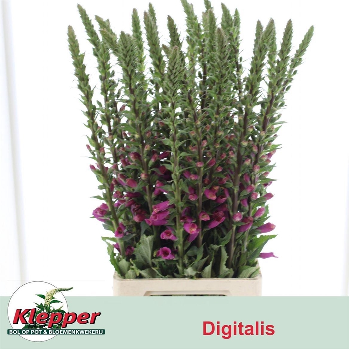 <h4>Digitalis Camelot Rose</h4>