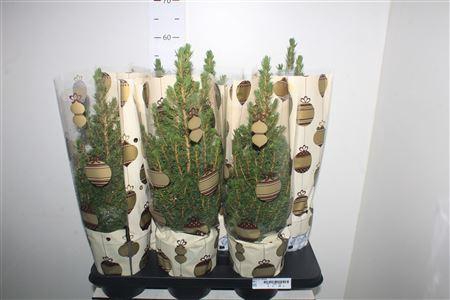 <h4>Picea Gl Conica</h4>