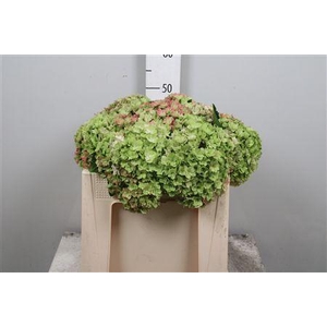 Hydr Cl M Roy Anasta