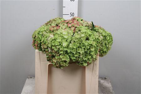 <h4>Hydr Cl M Roy Anasta</h4>