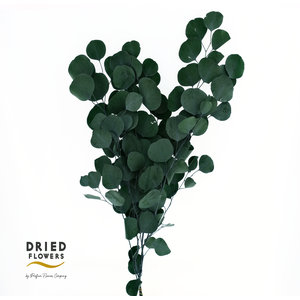 Dried Bleached Eucalyptus Populus Dark Green