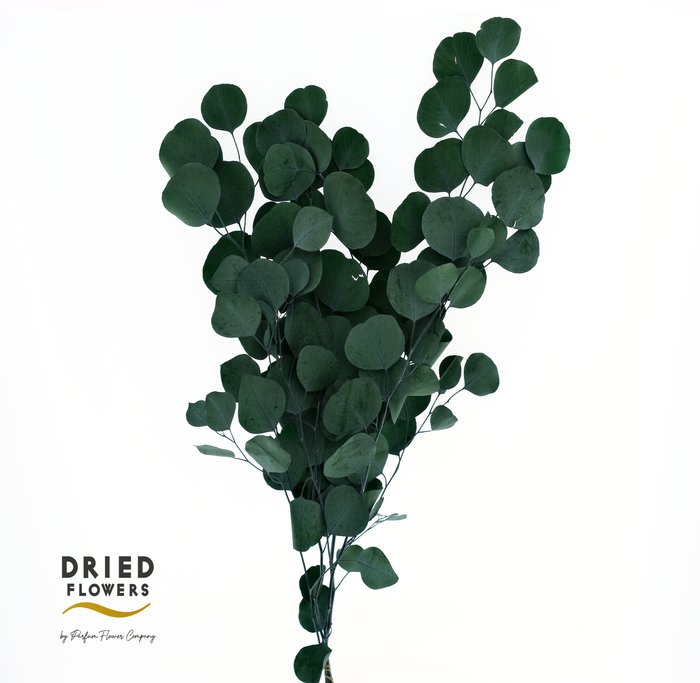 <h4>Dried Bleached Eucalyptus Populus Dark Green</h4>