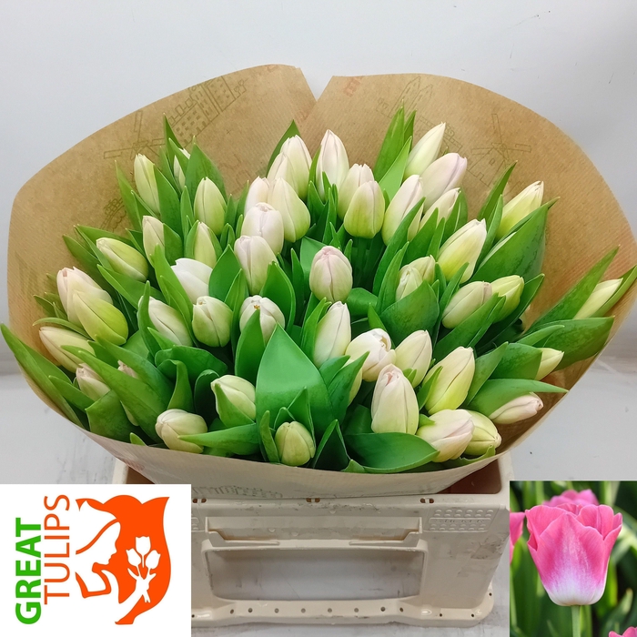 <h4>TU EN DYNASTY</h4>