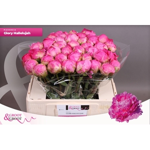 Paeonia Glory Hallelujah | XXL