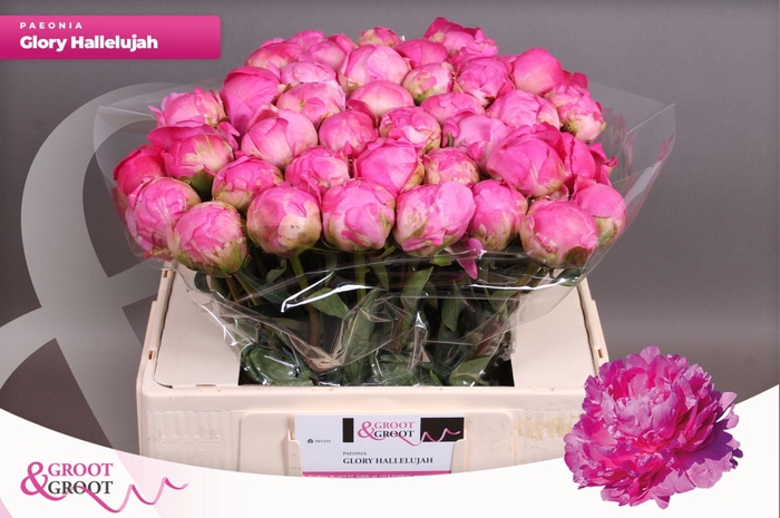<h4>Paeonia Glory Hallelujah | XXL</h4>