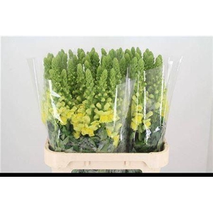 Antir Poto Yellow It