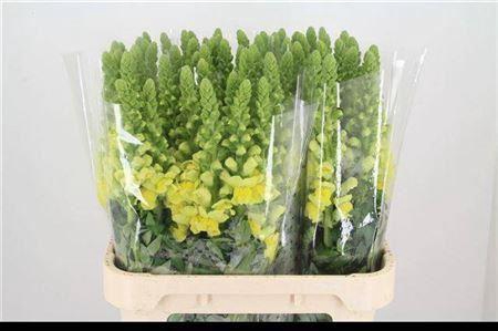 <h4>Antir Poto Yellow It,</h4>