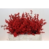Ilex Rood