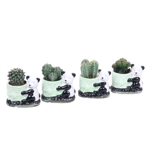 Cactus 5,5 cm in keramieke panda planter